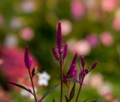 2022 09 12 LongFellowGardens 065